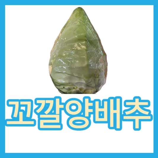 꼬깔양배추 원뿔양배추 10가지 효능 섭취방법 고르는방법 칼로리 비타민U