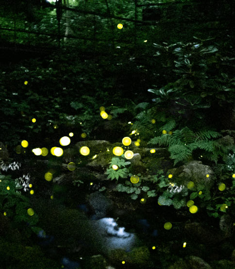 화담숲 예약 입장료 화담채