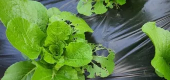 김장배추 웃거름비료 주는시기와 방법을 안내_13