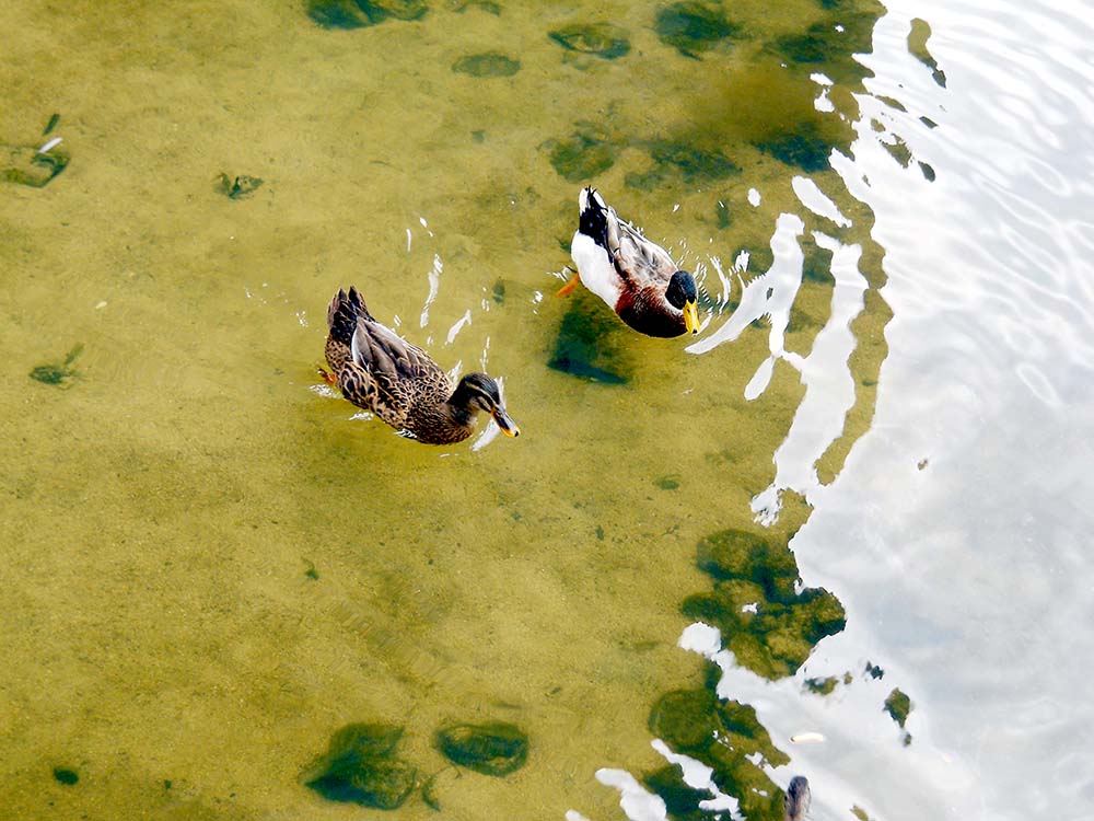 홍제천 다시 오리(Duck)