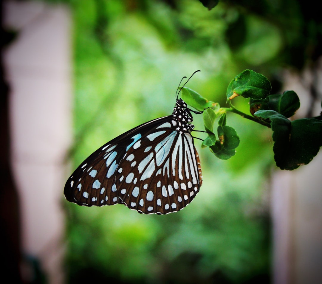 Butterfly.