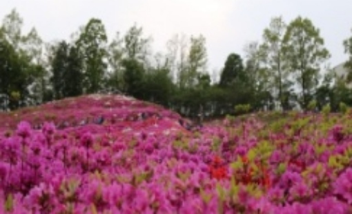 군포 철쭉축제 초대가수 및 일정 총정리