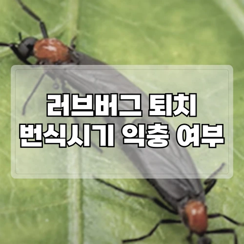 러브버그-퇴치-번식-시기-익충-여부