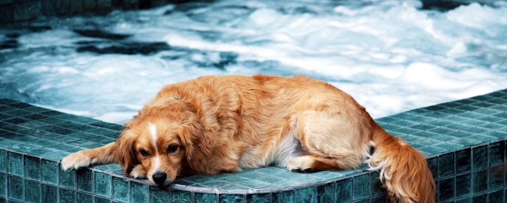 강아지 우울증 증상 2