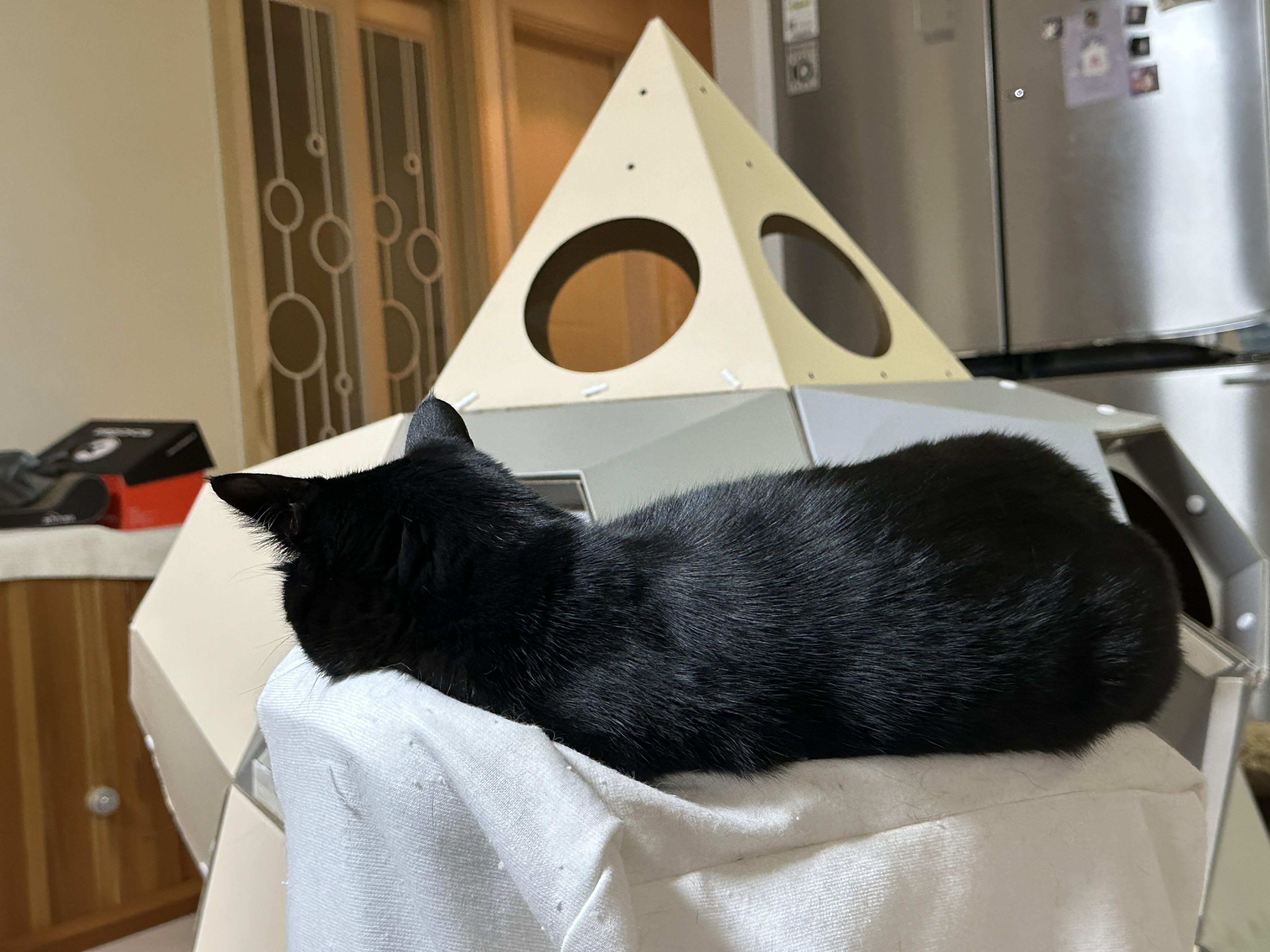 요즘 미모 폭발하는 건이의 최애 장소 (feat. 제습기 위 고양이)