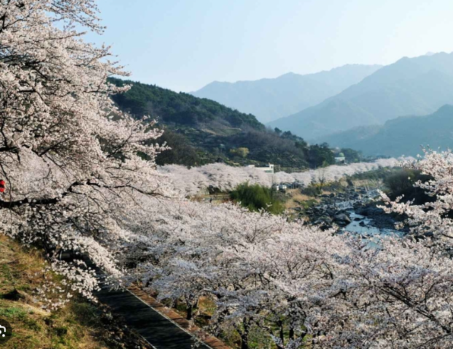 하동십리 벚꽃길