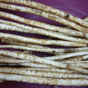 우엉 효능과 부작용 고르는법 요리 먹는법