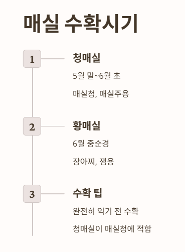 매실 수확시기