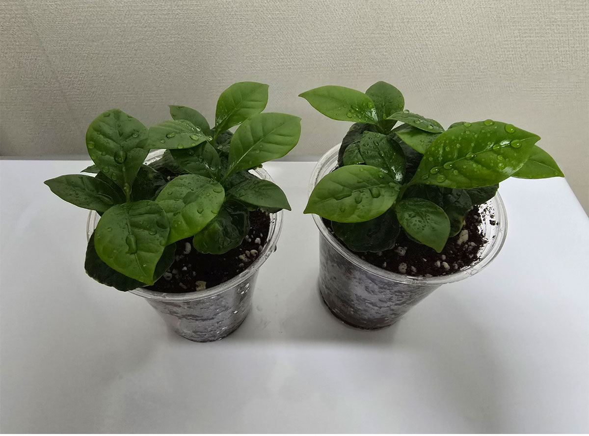 커피 나무 7그루