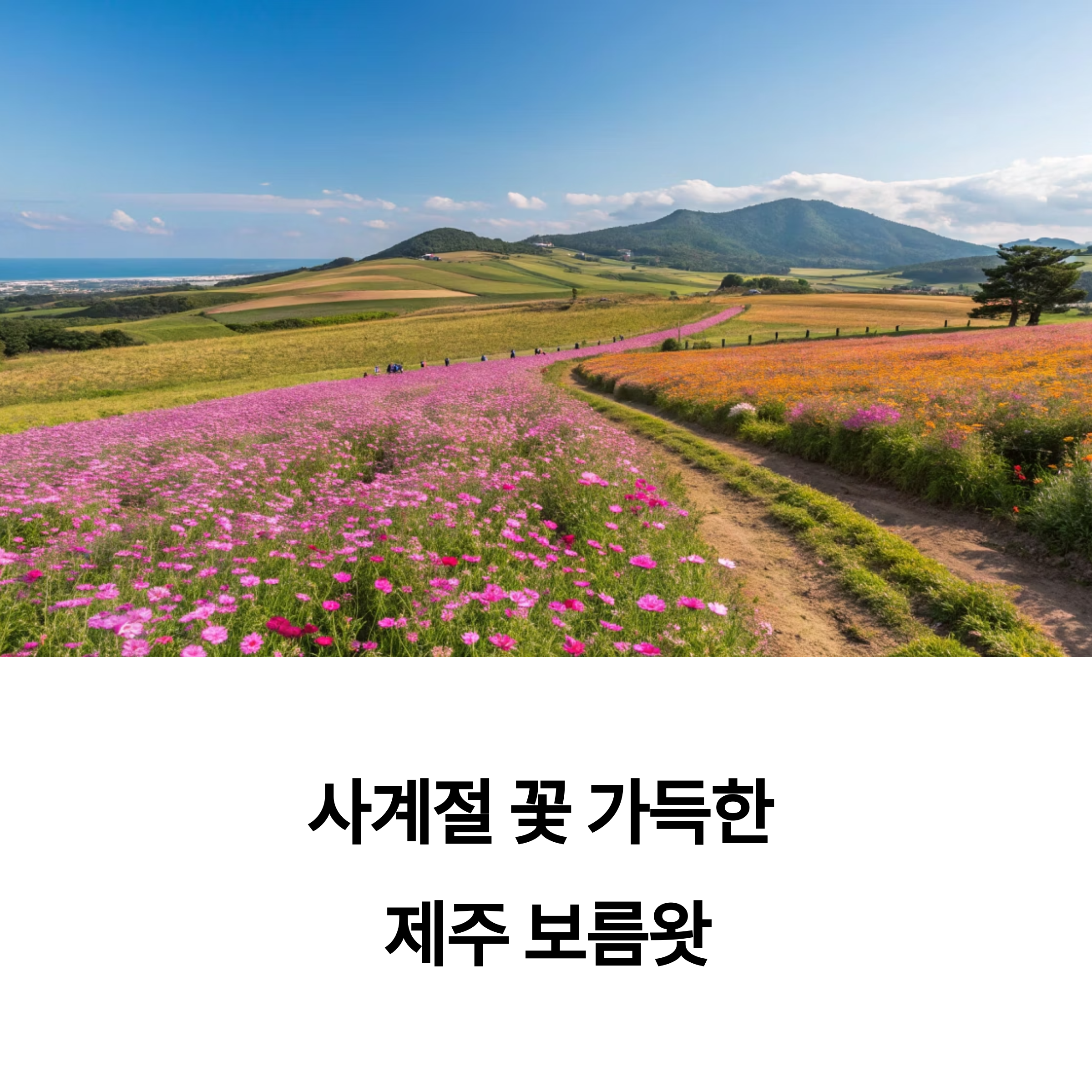 제주 보름왓