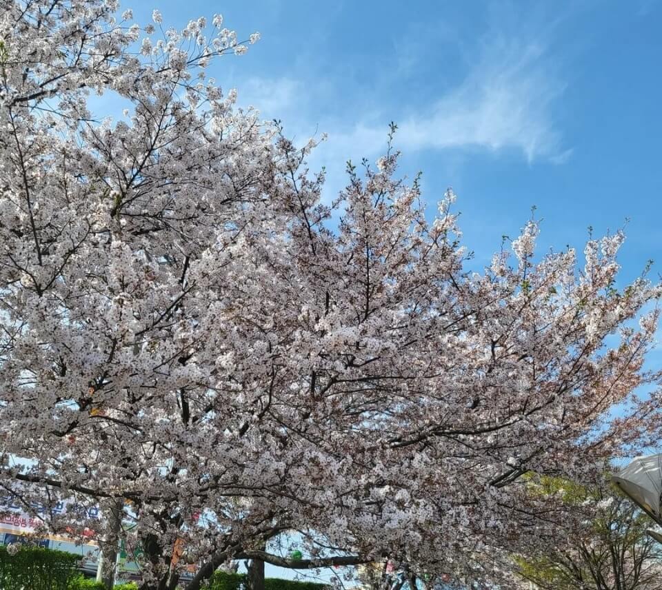 청주 무심천 벚꽃 명소 베스트 5 벚꽃시기 만개시기 드라이브 코스