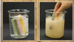 카무트&amp;#44; 카무트 효소 