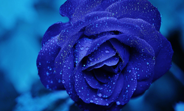 파란장미 파란색장미 푸른장미 푸른색장미 꽃말