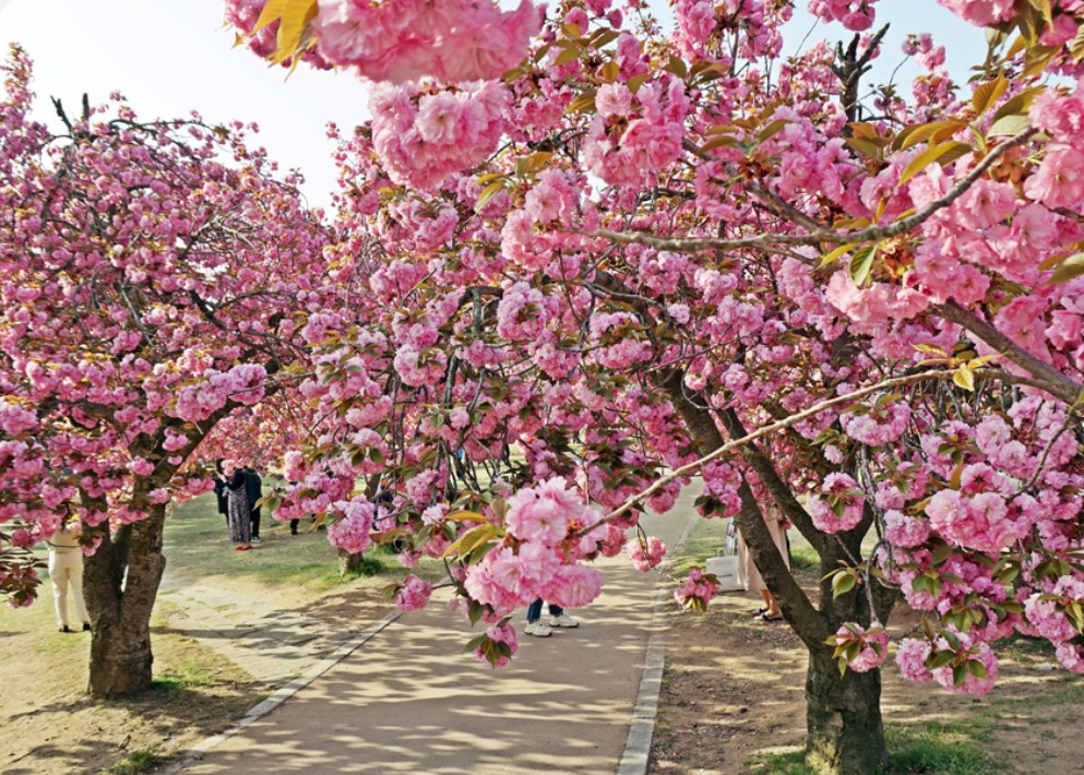 경주 벚꽃 명소