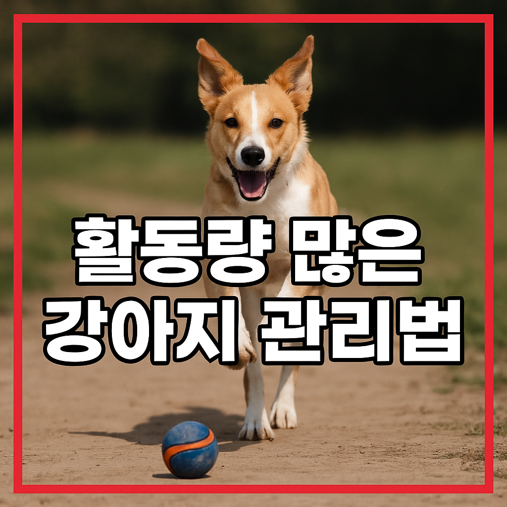 활동량 많은 강아지 관리법