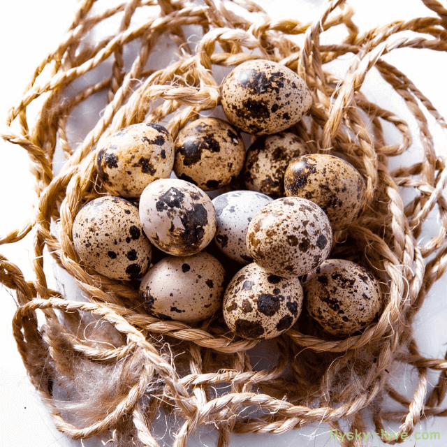 작지만 강한 메추리알