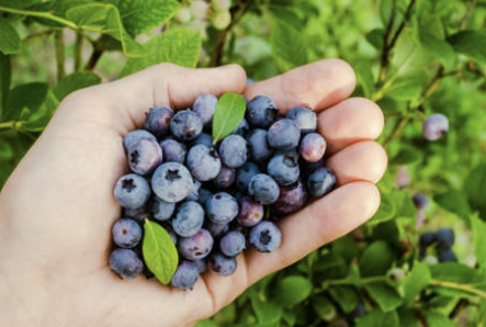 블루베리 효능과 가격, 최저가 구매 방법