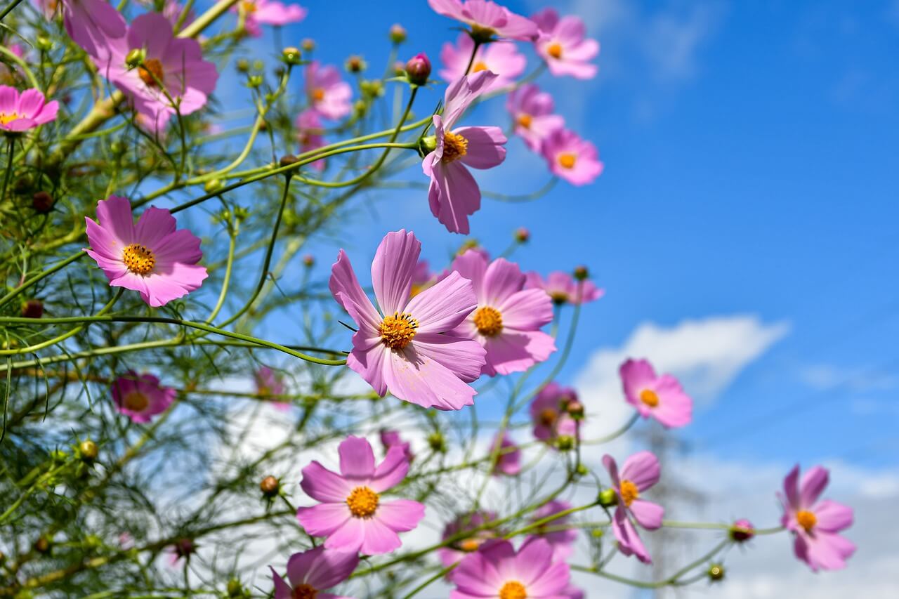 cosmos flower