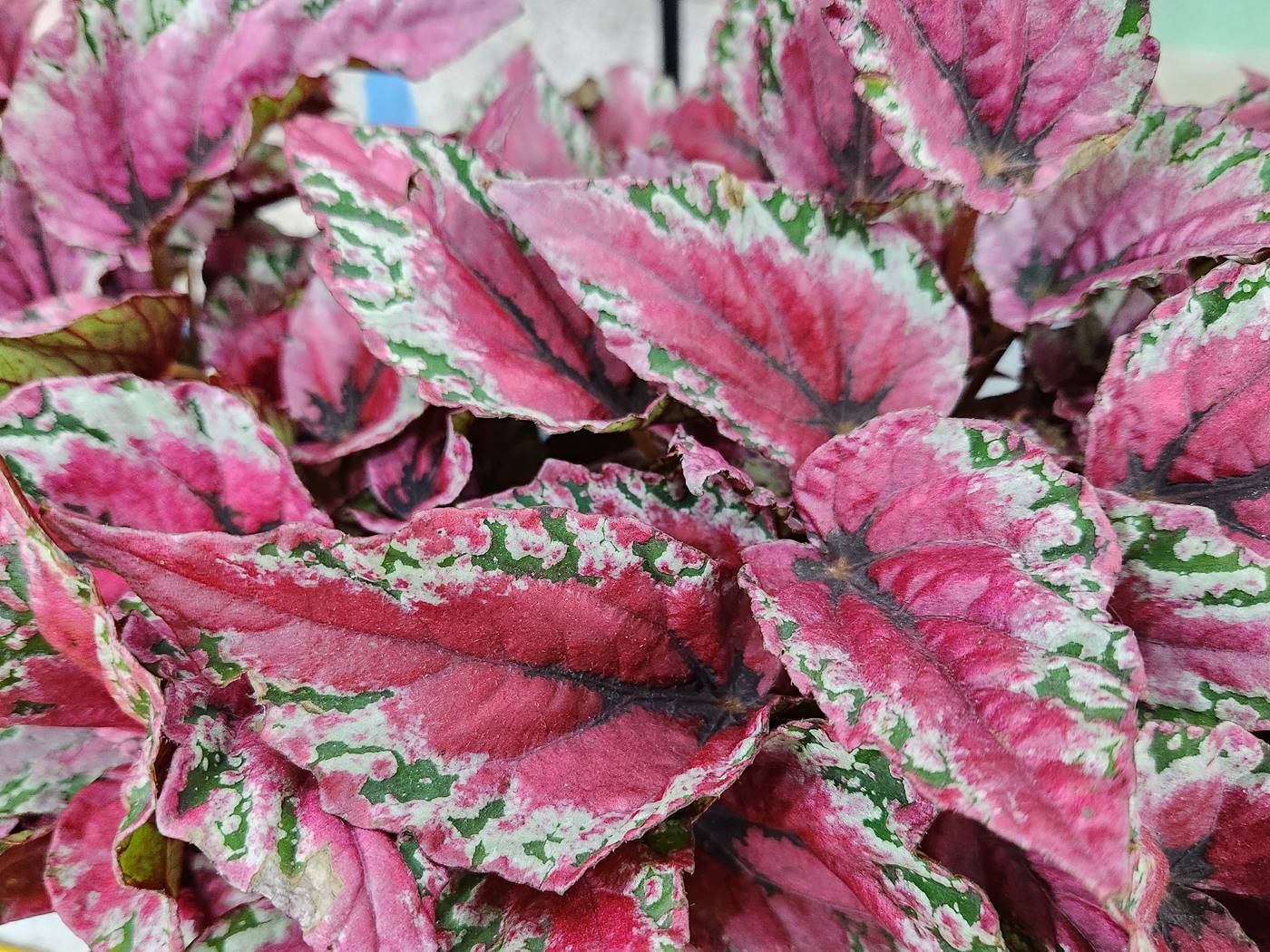 베고니아 마우이선셋 Maui Sunset