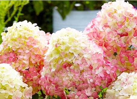 Summer Love 목수국