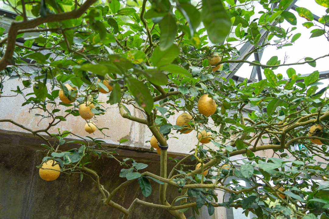 여미지 식물원 열대 과수원