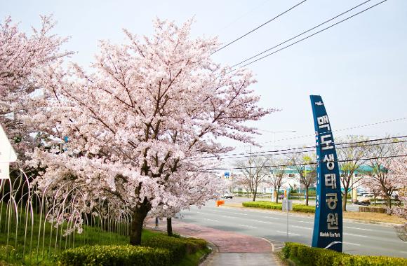 벚꽃개화시기 2024