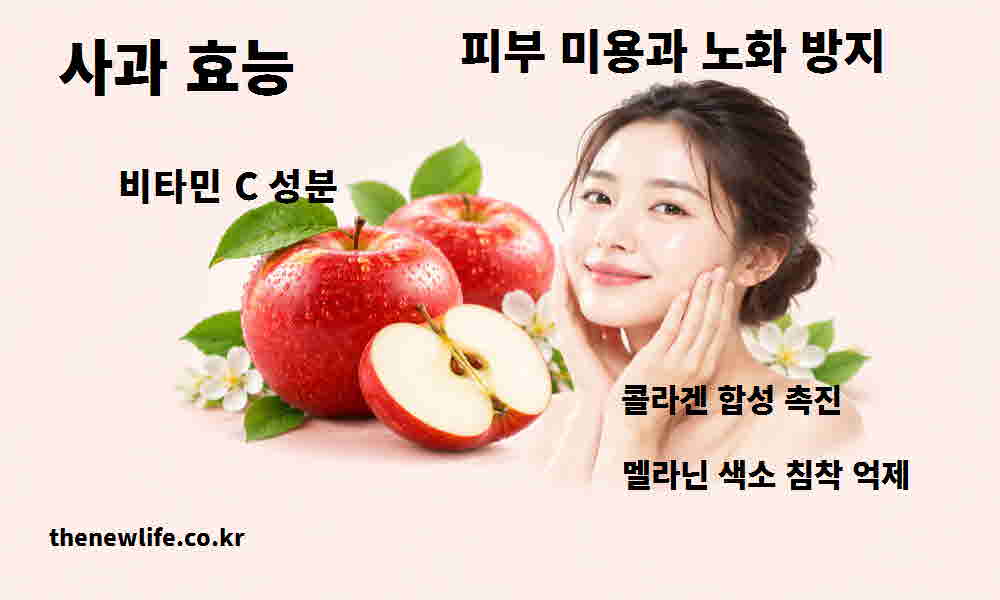 사과 효능 피부 미용 노화 방지