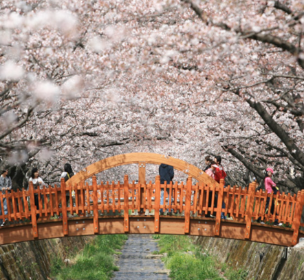 2024 진해 군항제