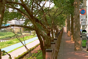 서울단풍길 96선