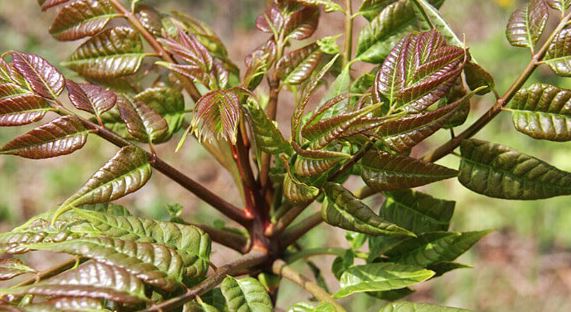 가죽나물 부작용, 주의사항