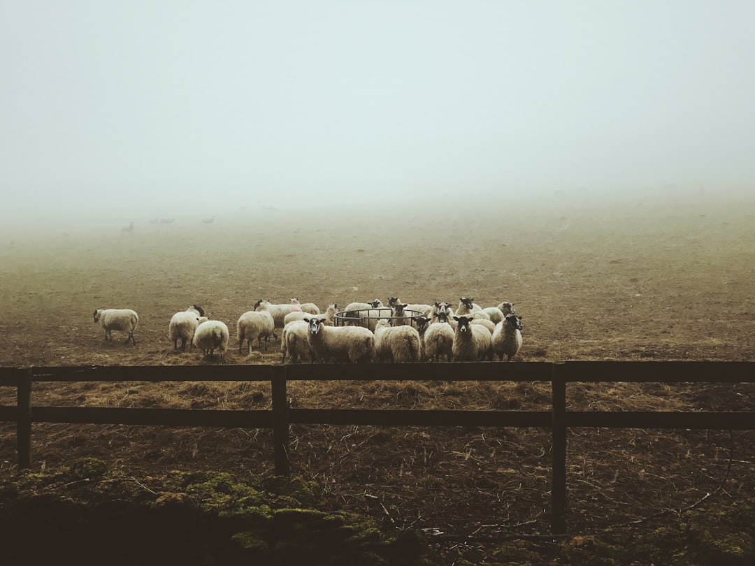 Livestock