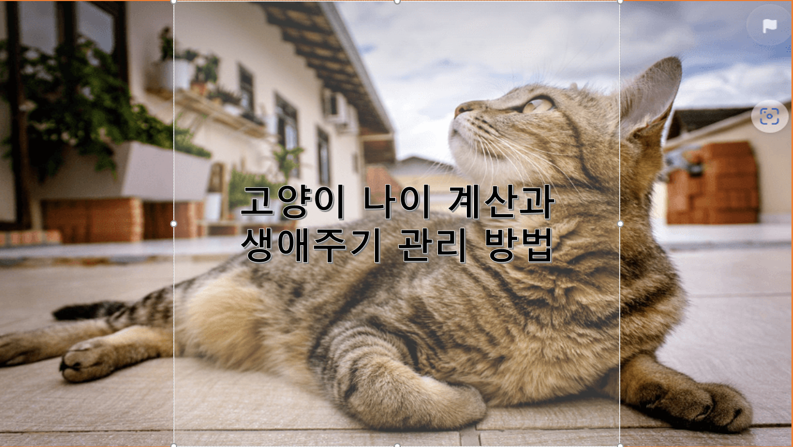 고양이 나이 계산과 생애 주기 관리 방법