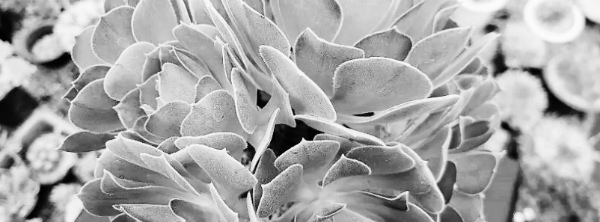 다육이 종류와 이름: 에오니움