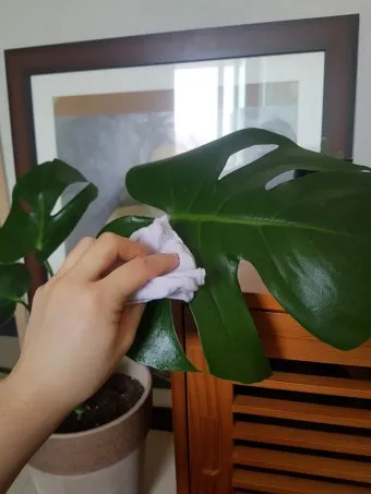 잎닦기 관리 미세먼지제거 광합성도움 우유물사용 주의점_9