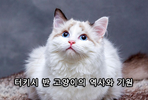 터키시 반 고양이의 역사와 기원