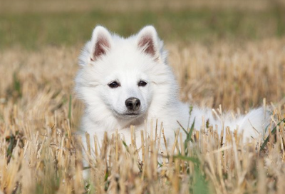 이쪽을 바라보는 저먼 스피츠.