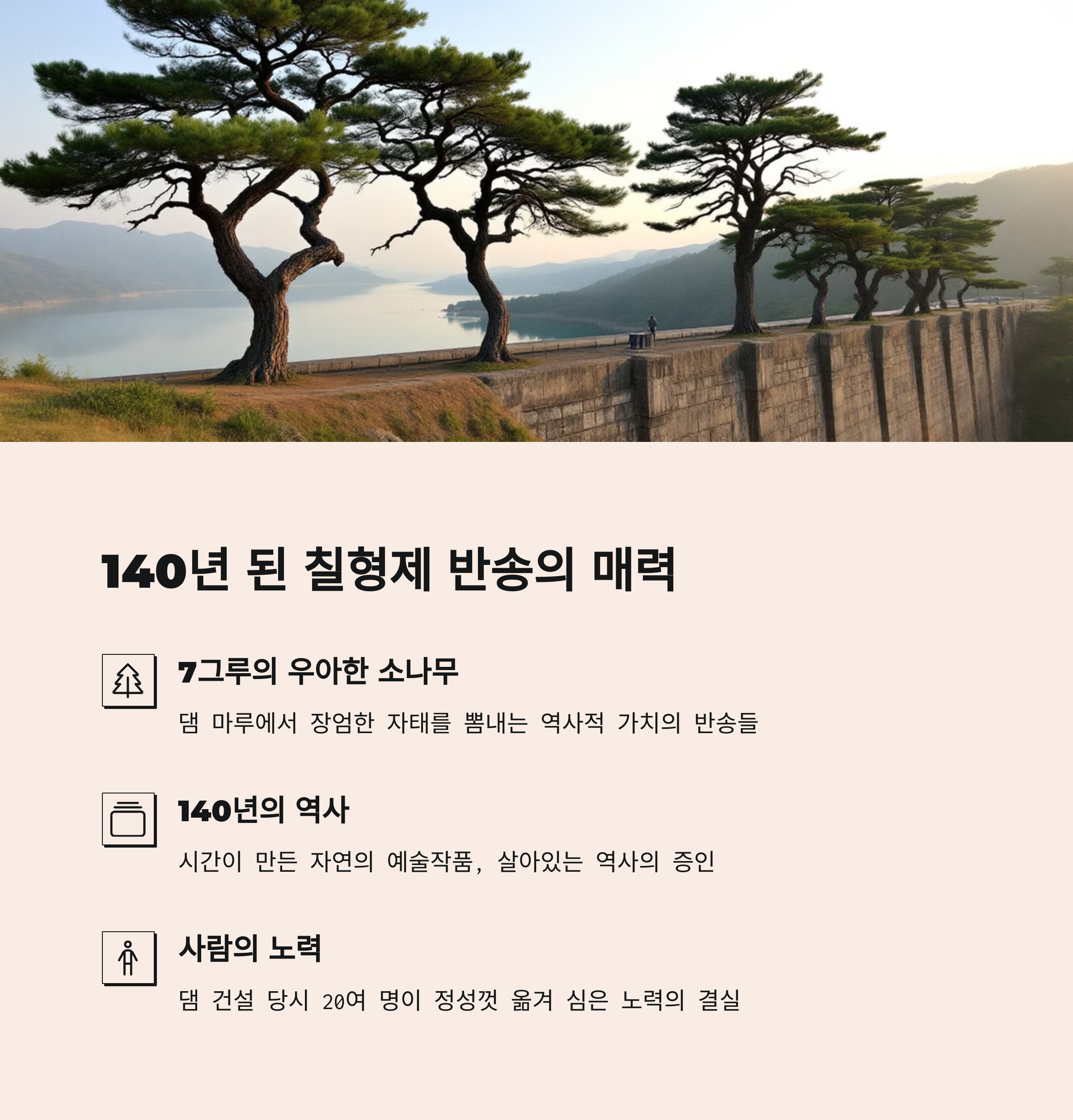 140년 된 칠형제 반송의 매력