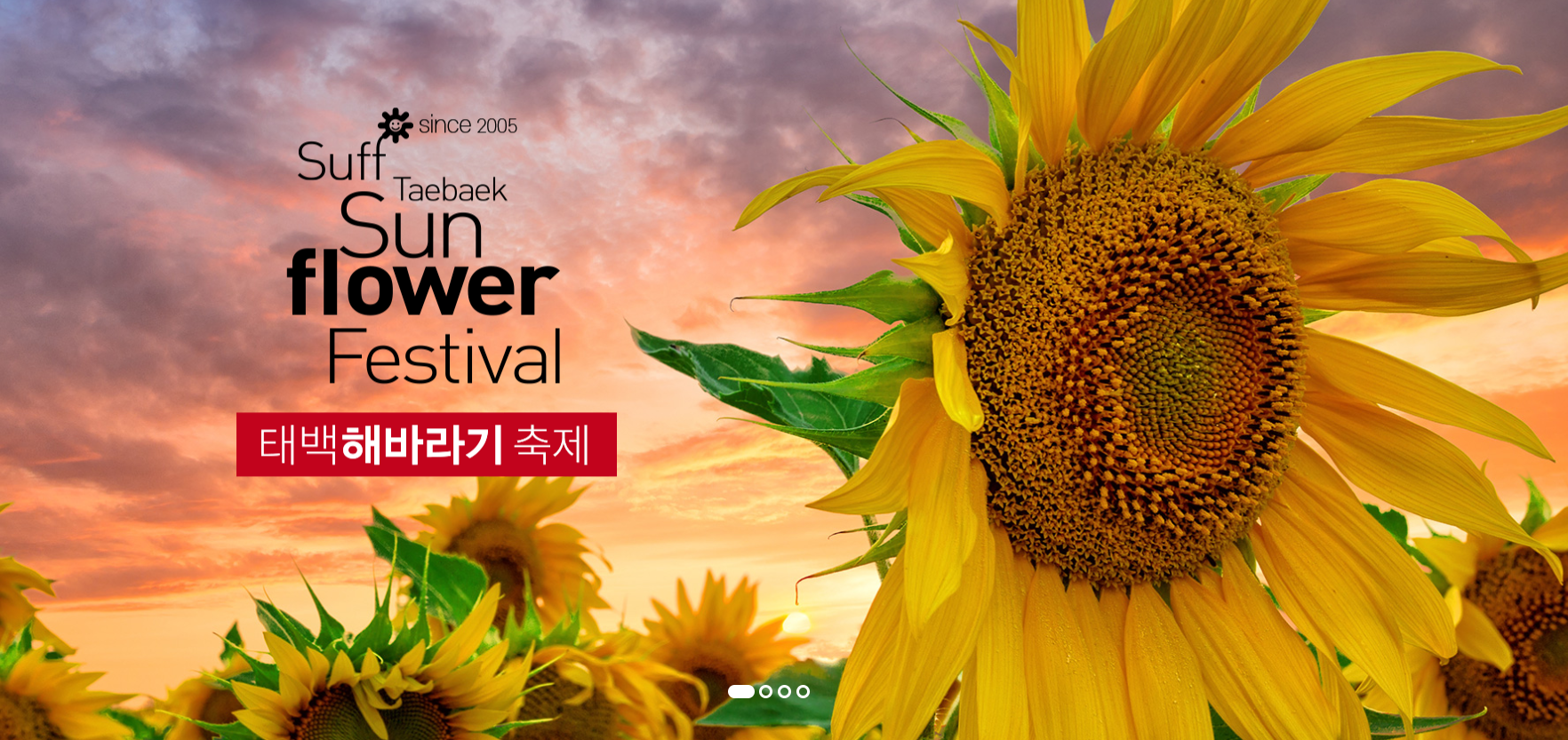 태백 해바라기축제