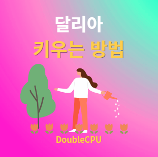 달리아 키우기