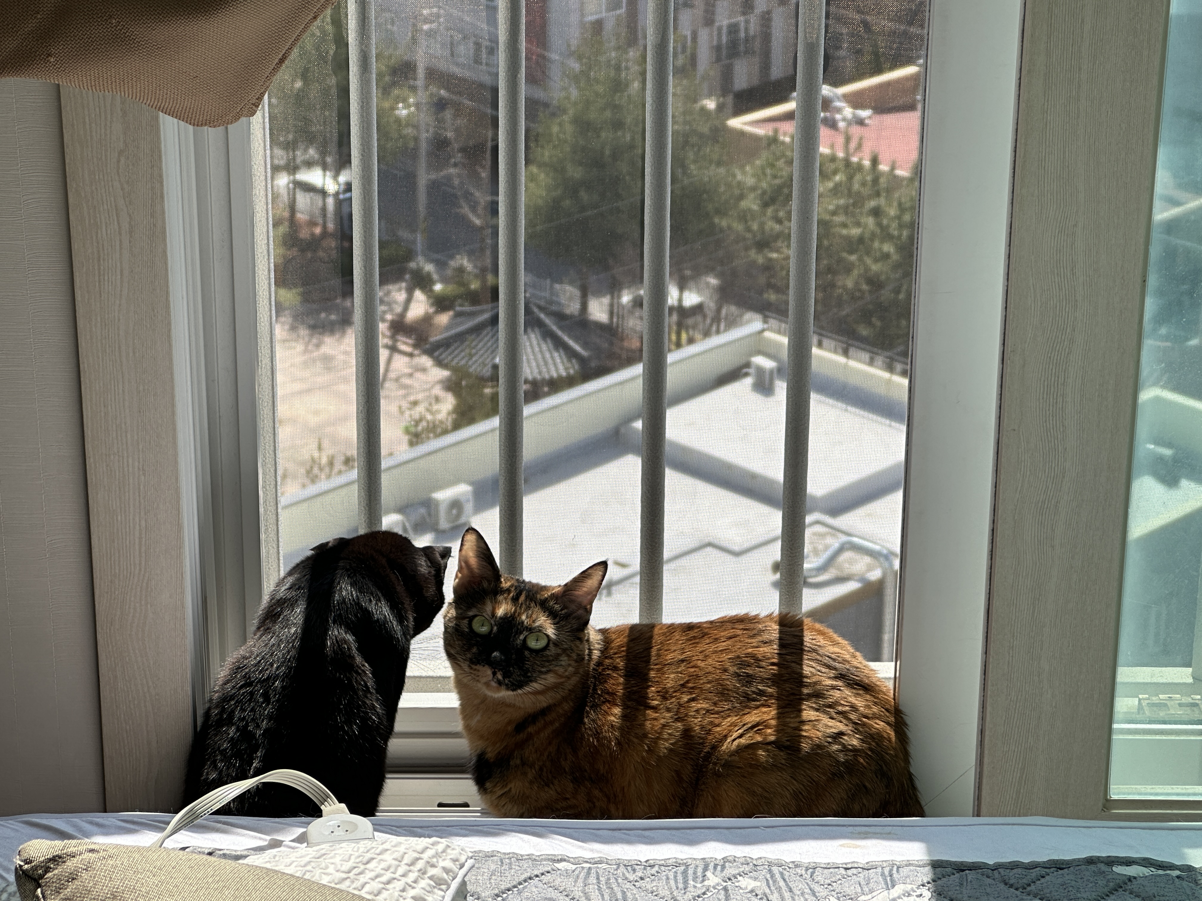 냥냥이에 햇살이 더해지면 사랑스러움 (feat. 방묘창이 꼭 필요한 이유)