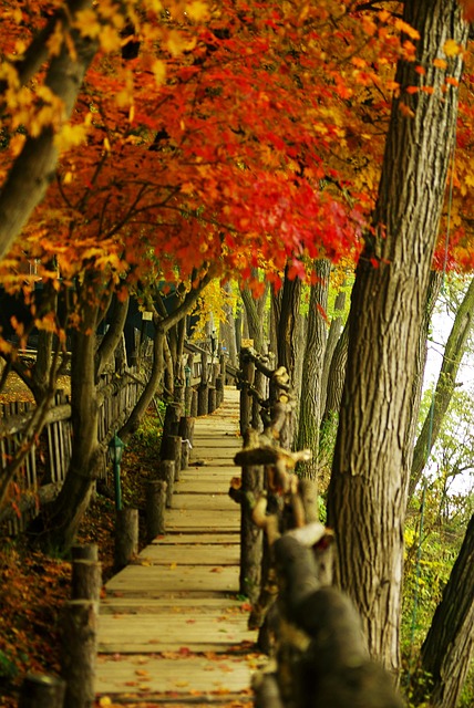남이섬 사진