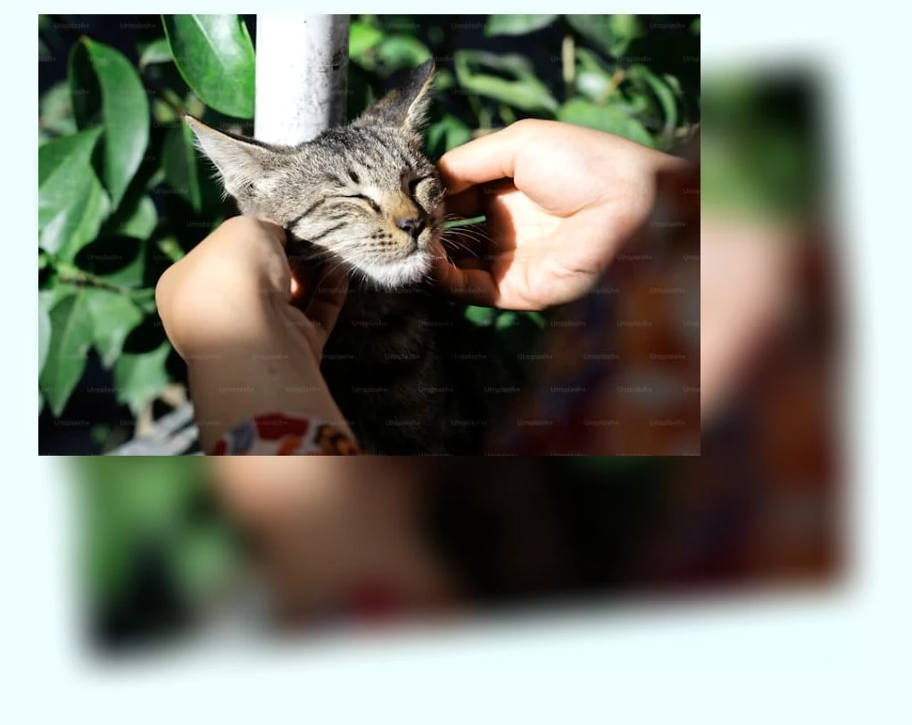 고양이 감정 이해_3_subsection