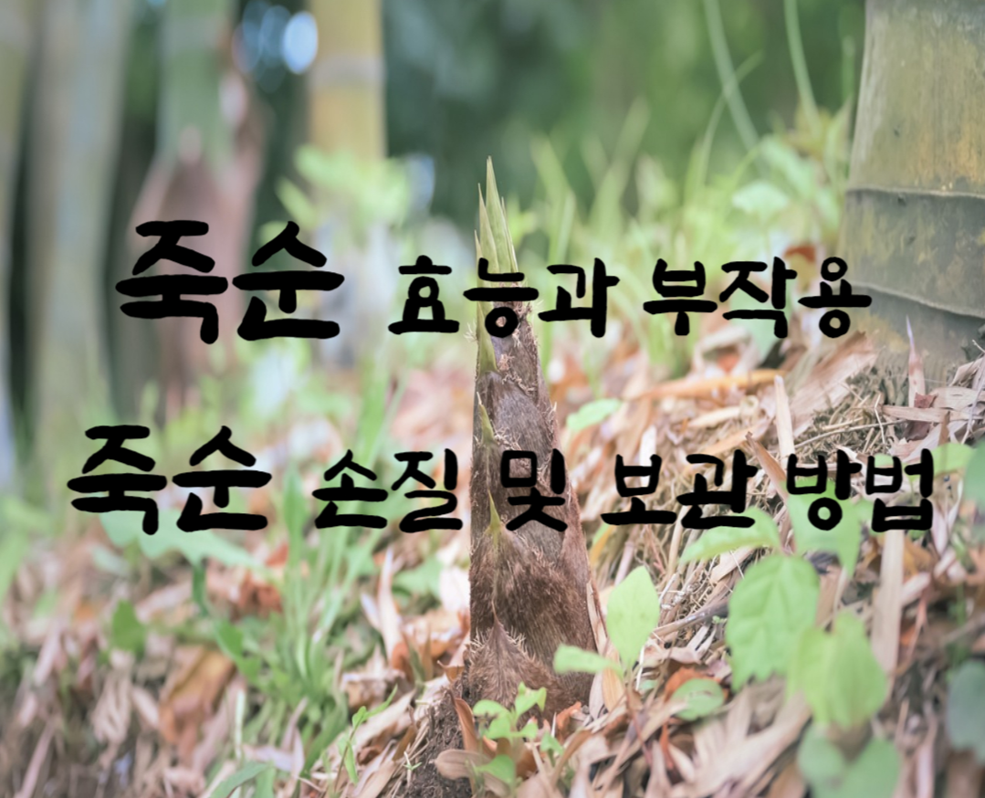 죽순 효능과 부작용