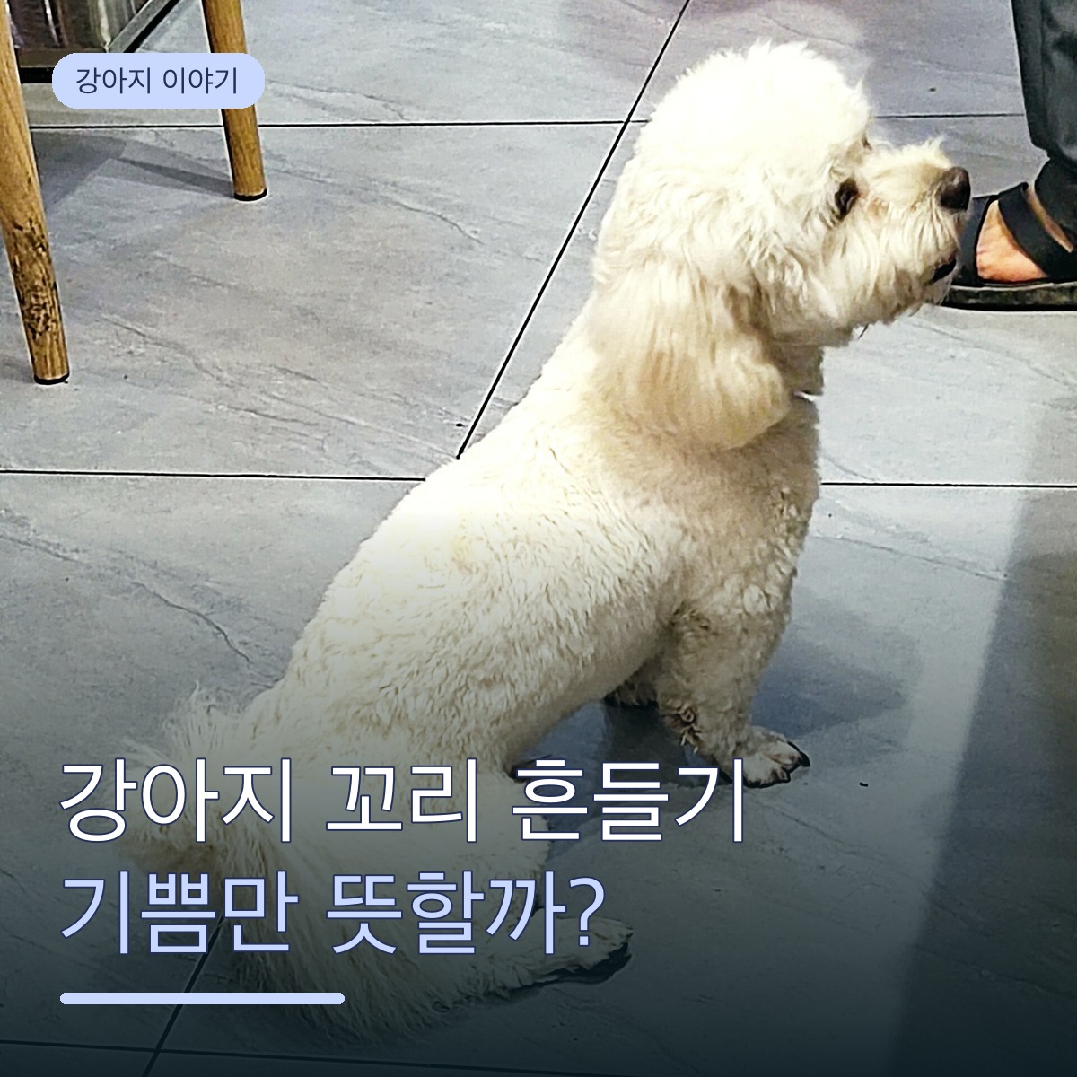 강아지가 꼬리를 흔들면 무조건 기분이 좋을까? 꼬리로 읽는 강아지 행동학