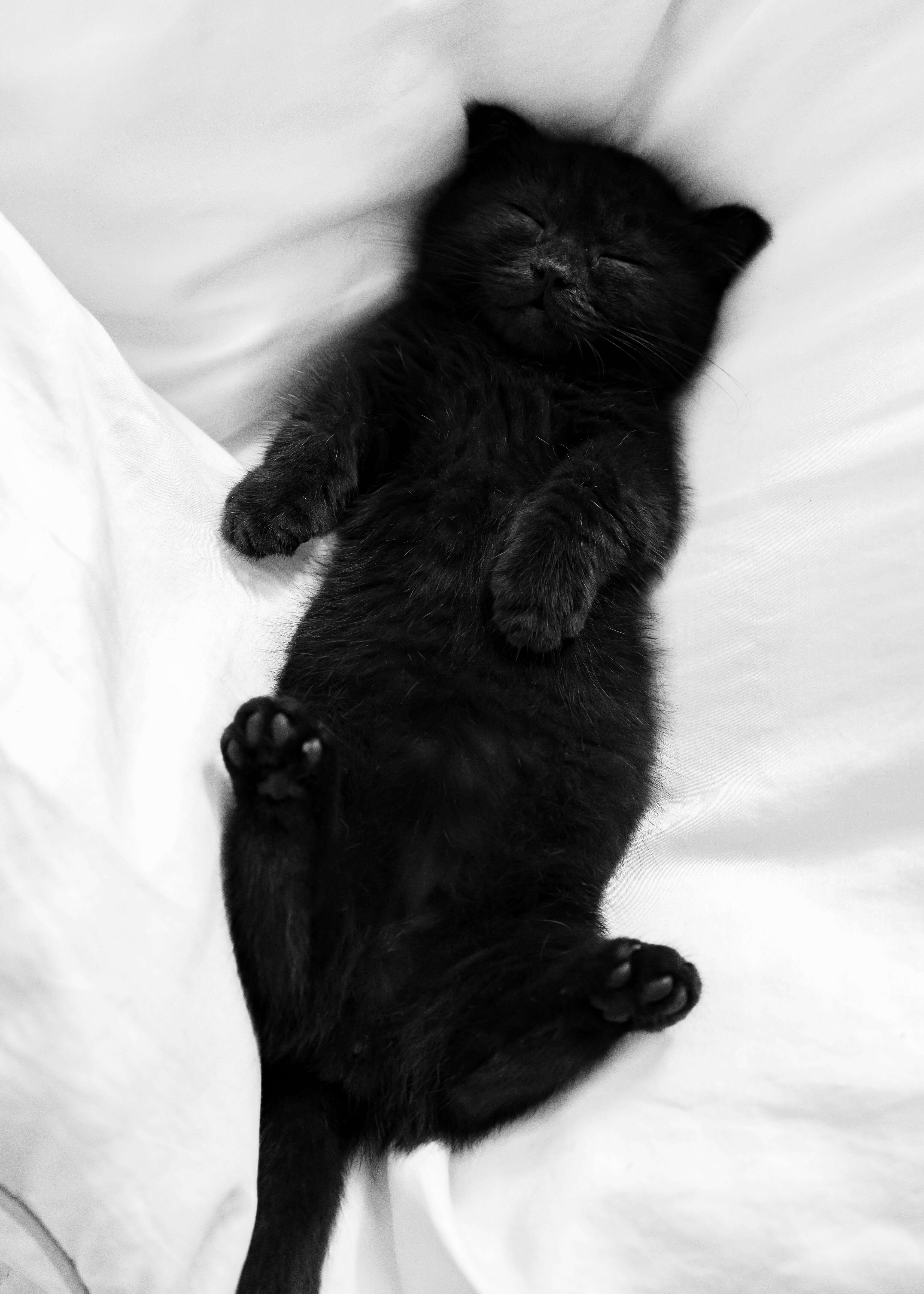 검은 고양이 이름 추천