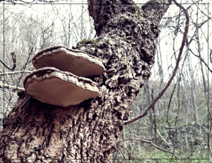 말굽버섯 효능 먹는법 가격 총정리