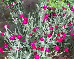 우단동자 이미지 사진