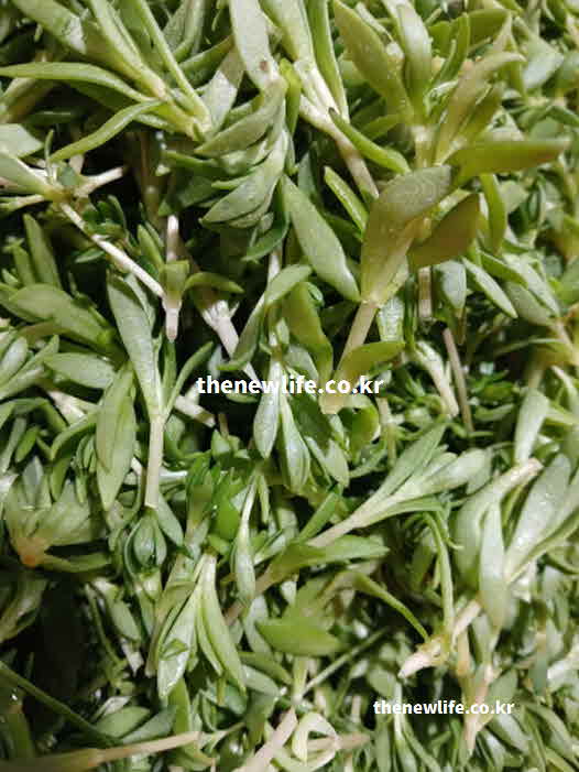 돌나물 효능 영양성분 비타민 C