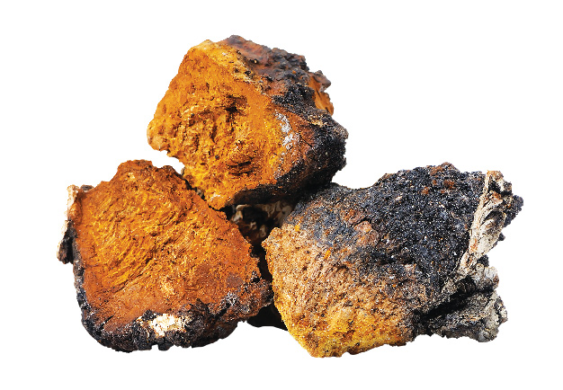 차가버섯 효능 및 부작용