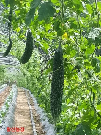 여주 재배 그늘 관리 수분 공급 여름 고온 대책_14
